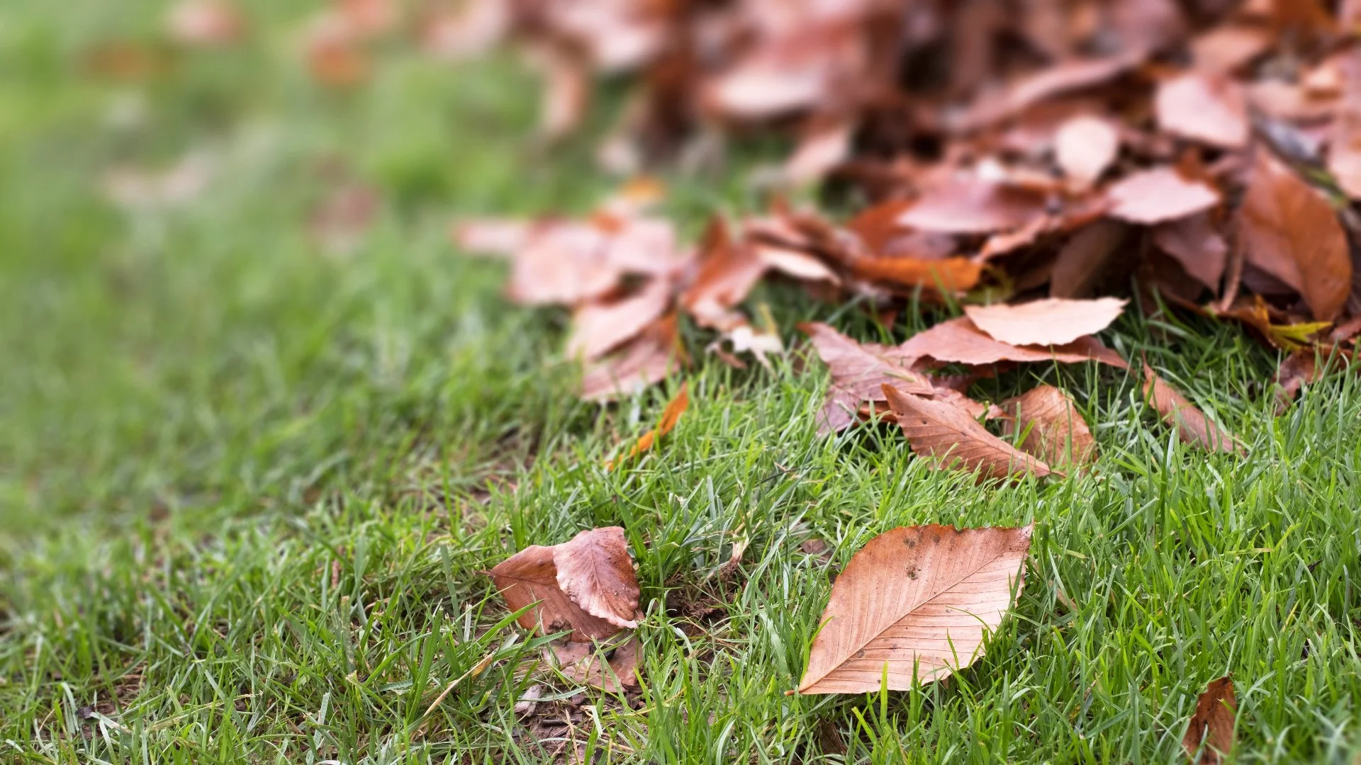Thinking About Leaving the Leaf Piles on Your Yard This Fall? Don't!