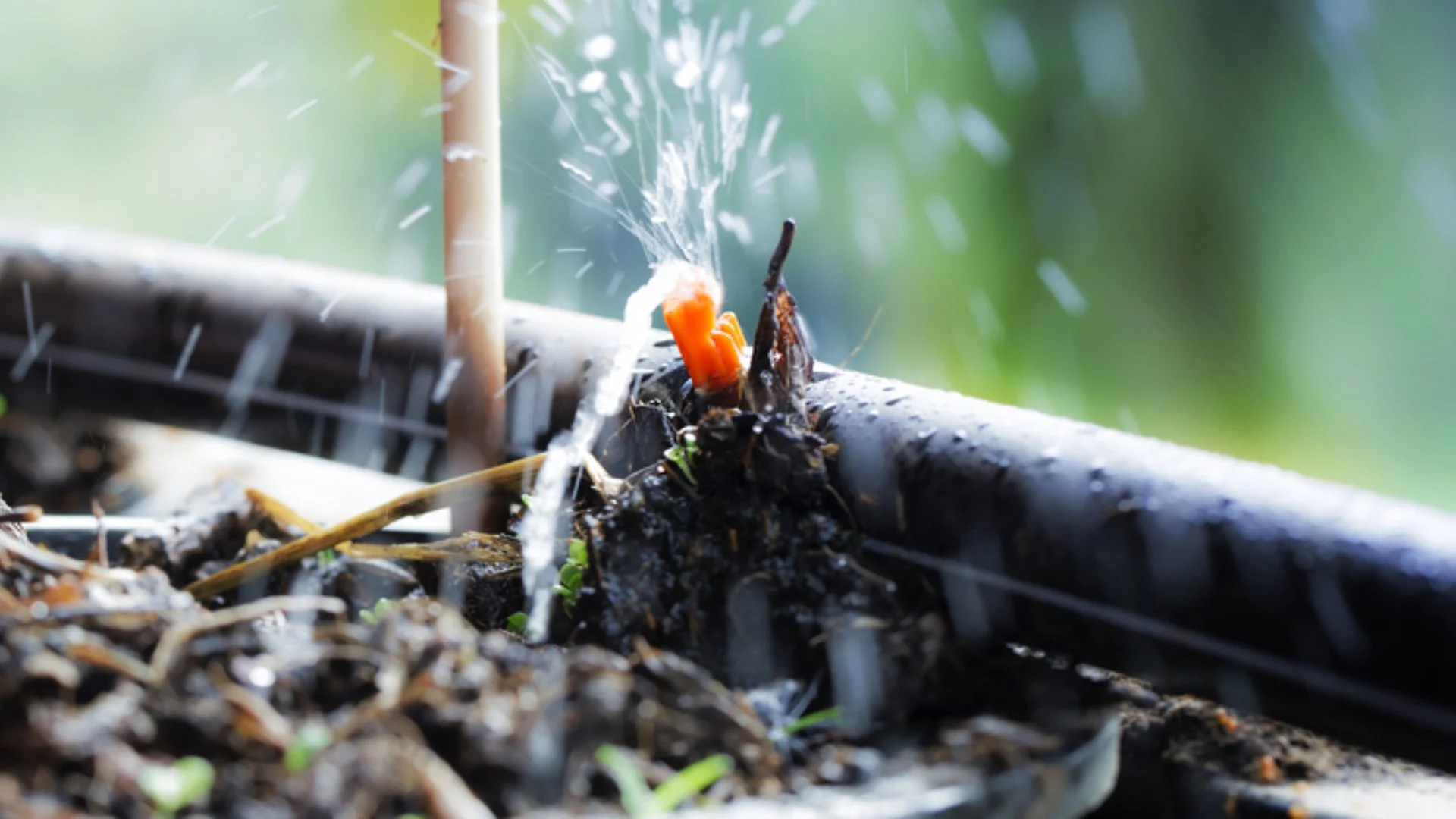 Sprinkler vs Drip: How to Pick the Right Irrigation System