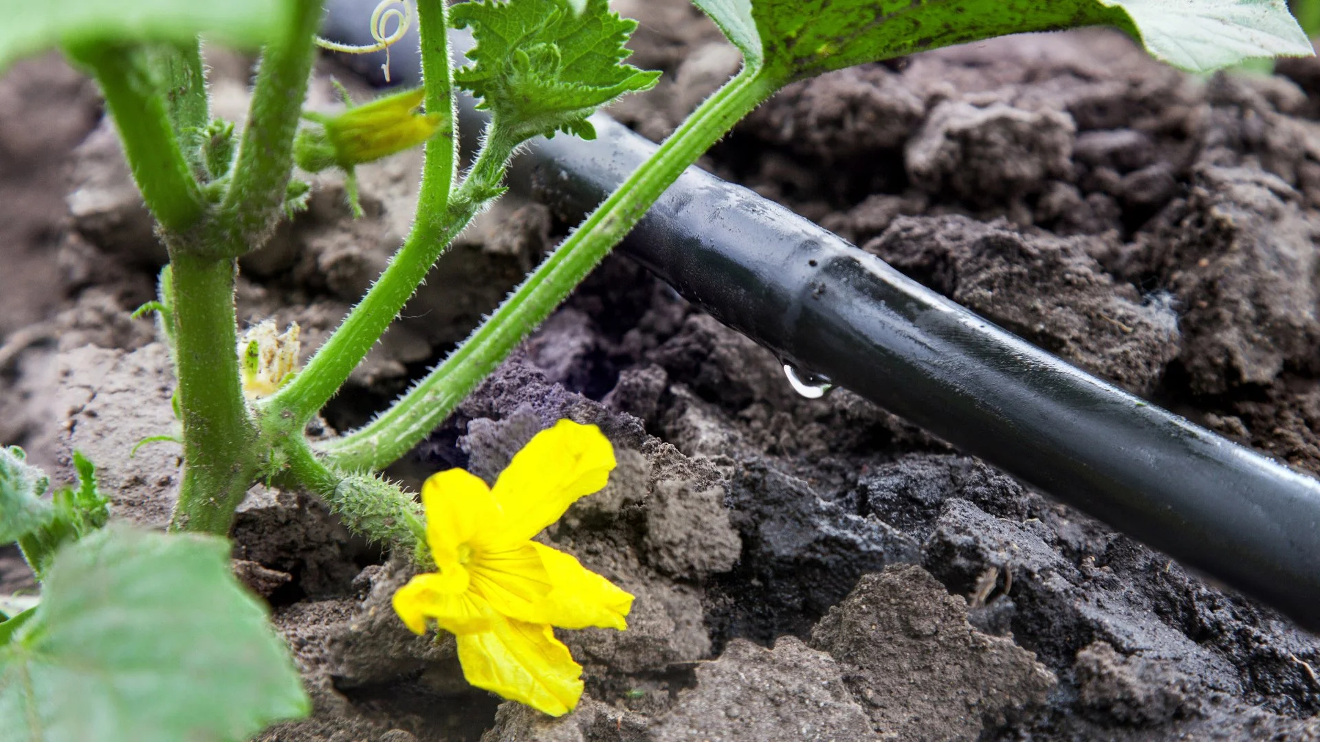 What Type of Irrigation System Is Best for Watering Your Landscape Beds?