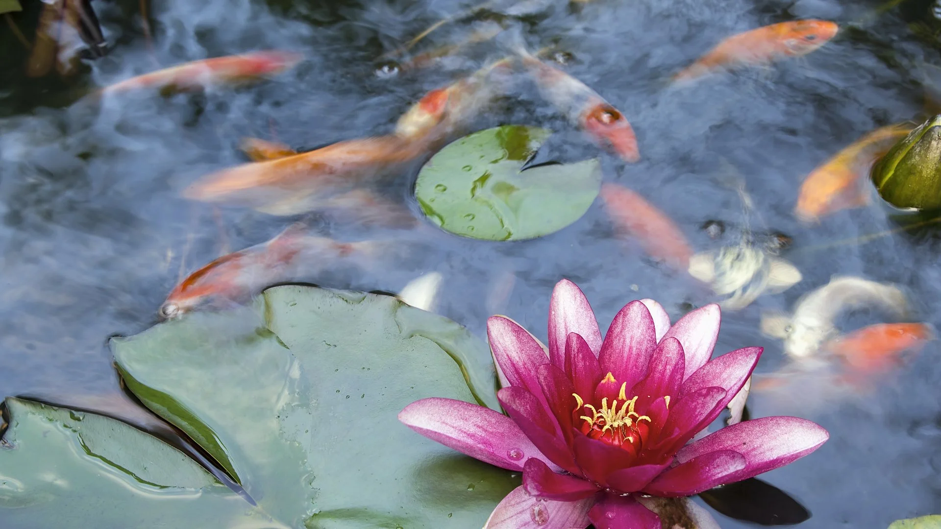 3 Charming Water Features to Consider for Your Outdoor Space