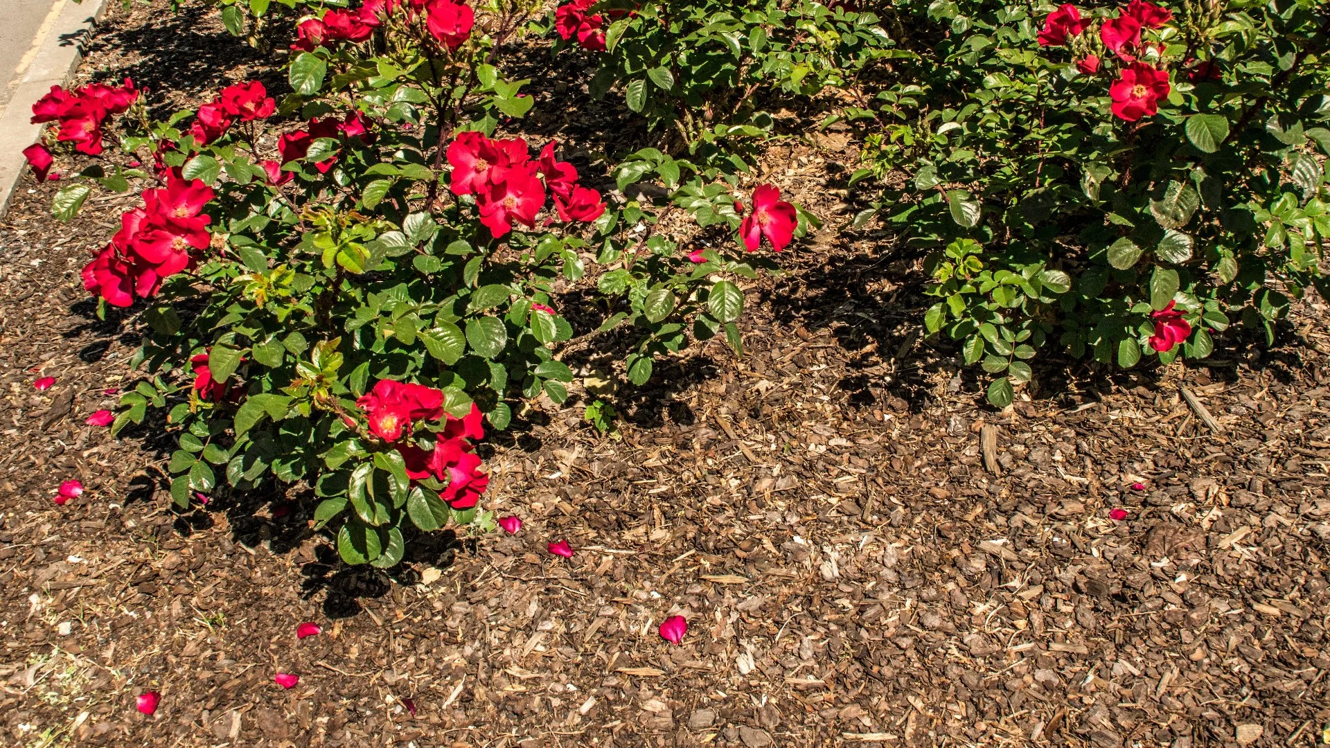 What's the Proper Thickness for a Mulch Ground Cover?