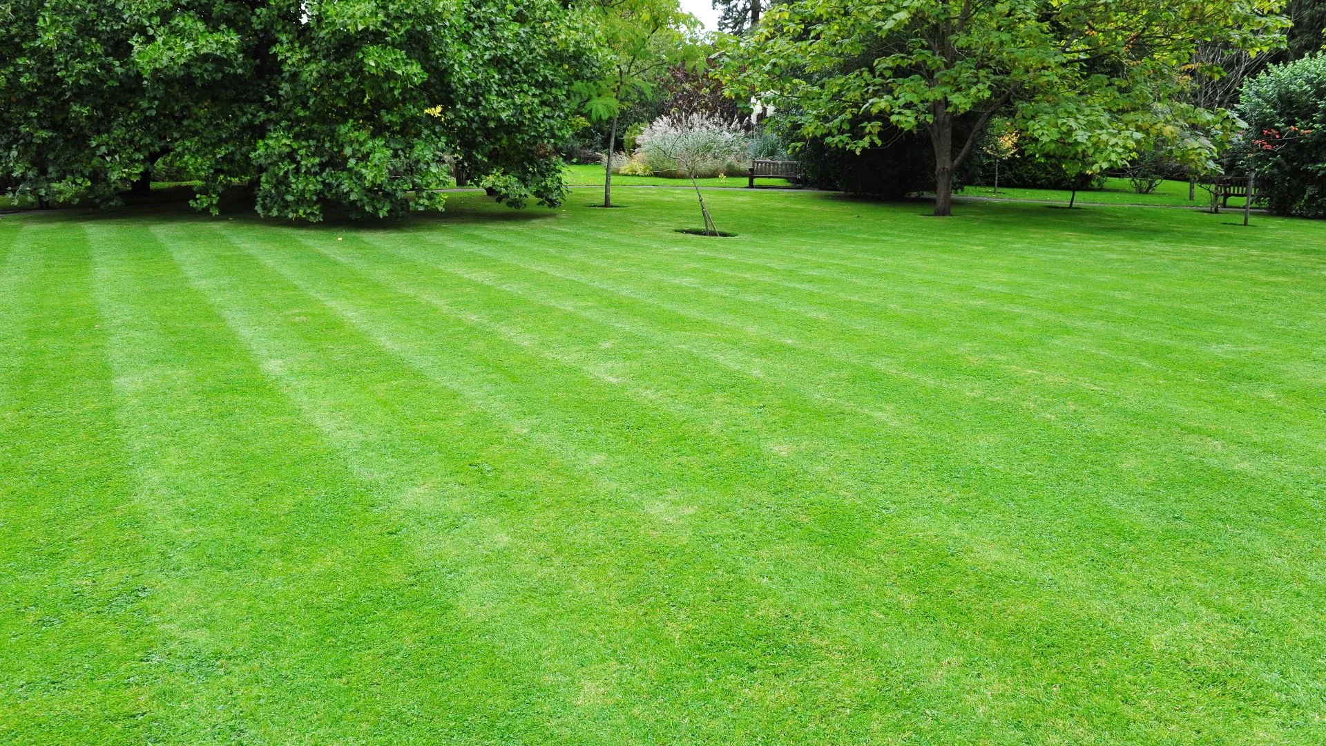 What Should You Do With the Grass Clippings After Mowing?