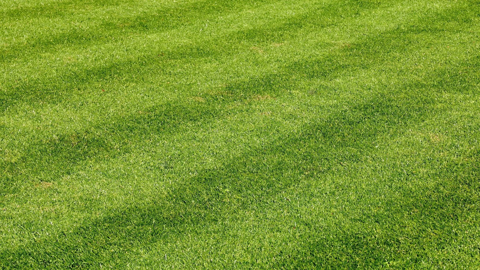 How Tall Should You Keep the Grass When Mowing?