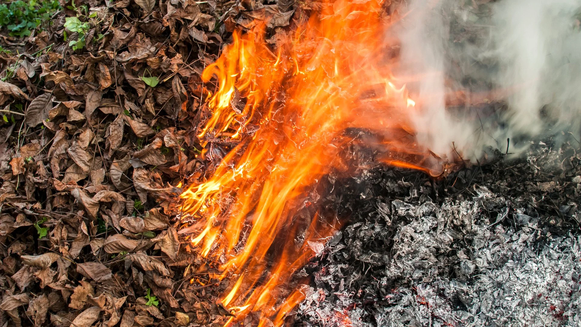 Can You Just Burn the Leaf Piles in Your Yard to Get Rid of Them?