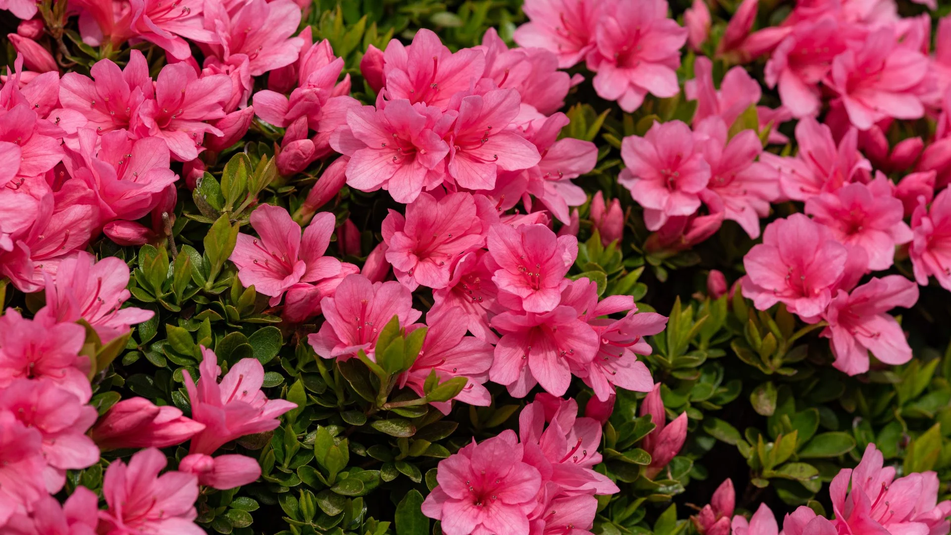 Fill Your Landscape in Huntsville, AL With These Popular Perennials!