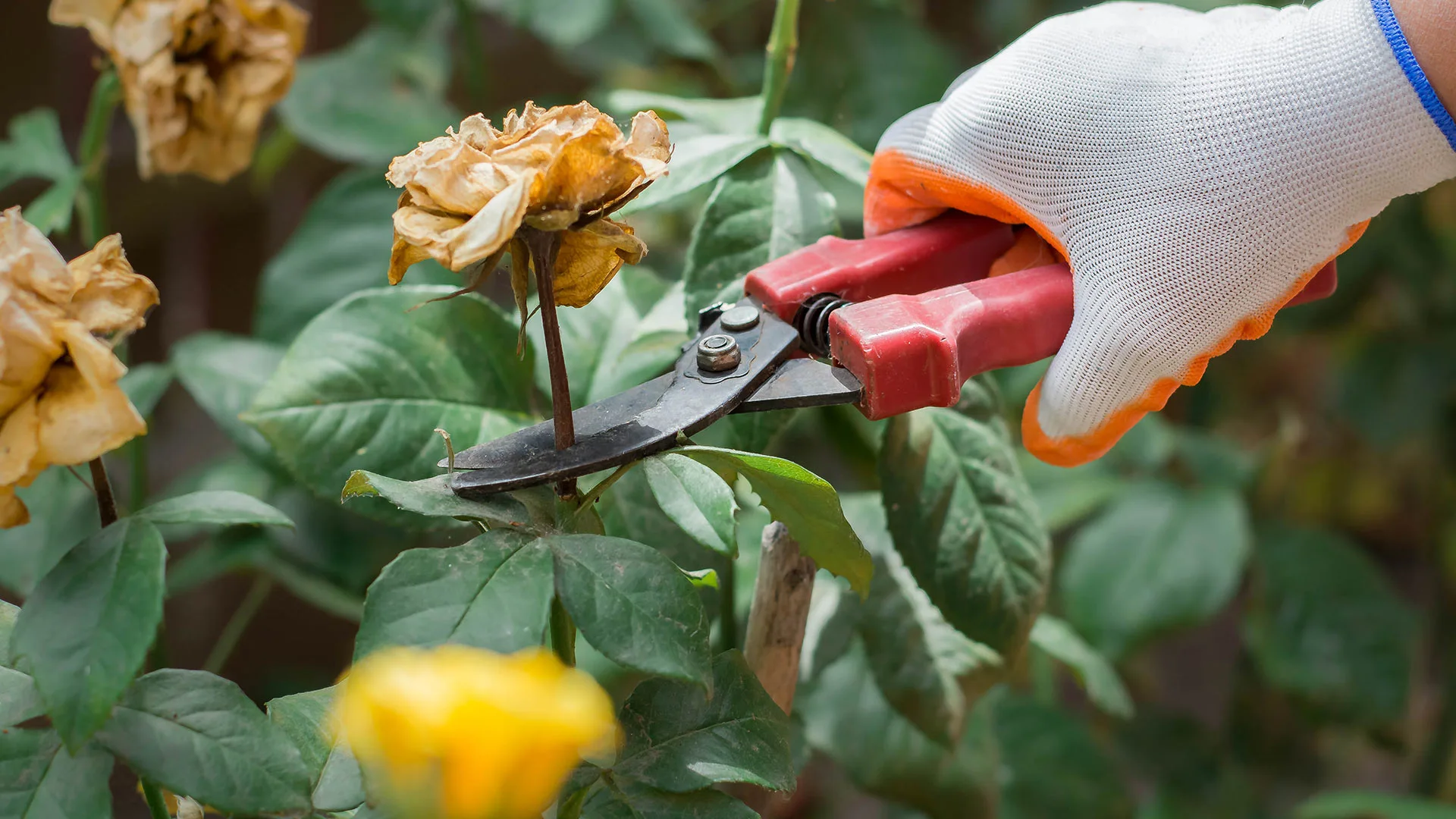 Plant being pruned in landscape bed near New Market, AL.