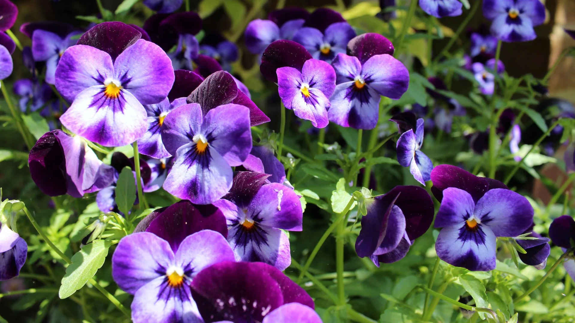 Hardy vs Tender Annual Flowers: What's the Difference?