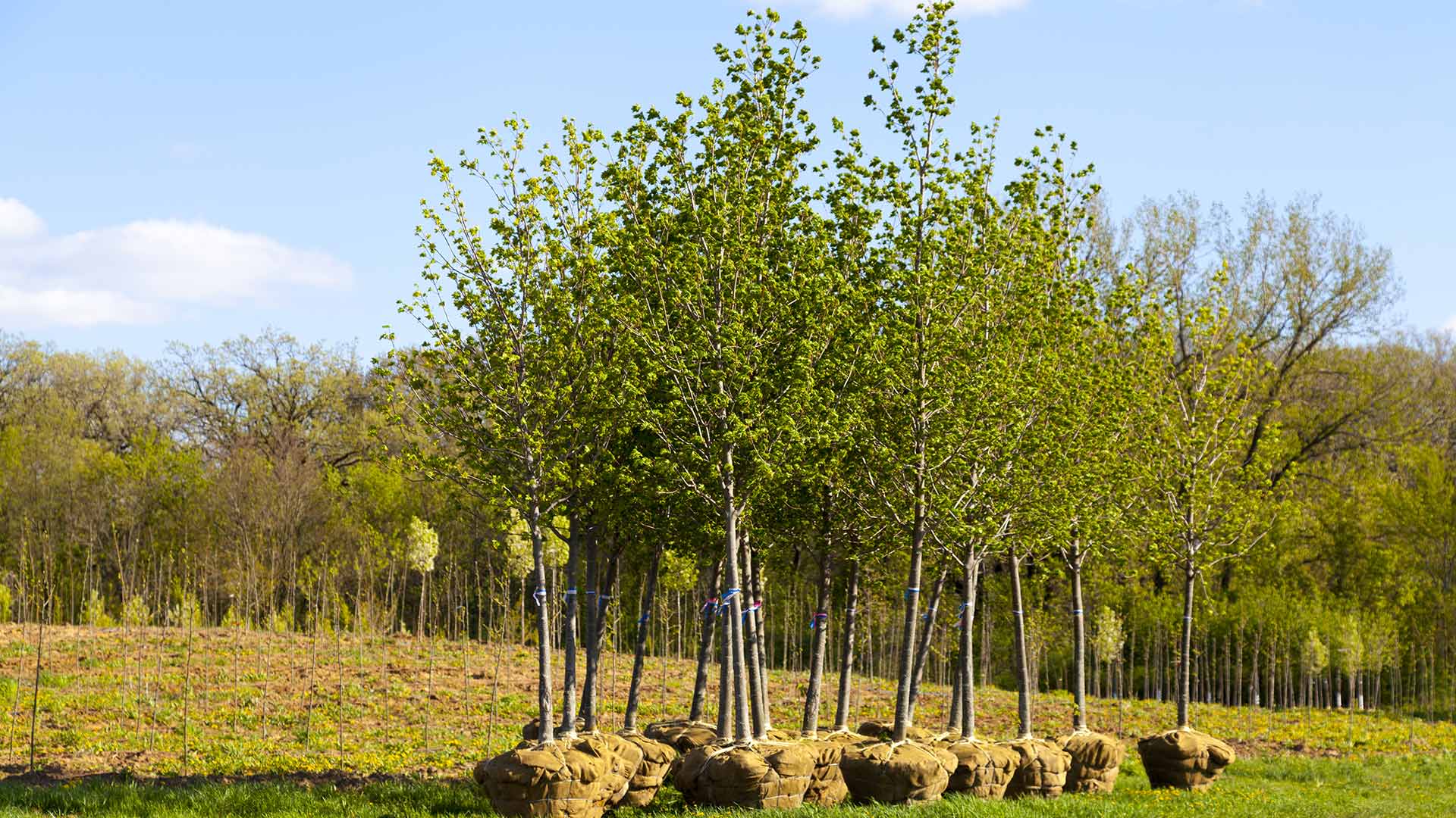 Trees ready for installation in landscape in Huntsville, AL.