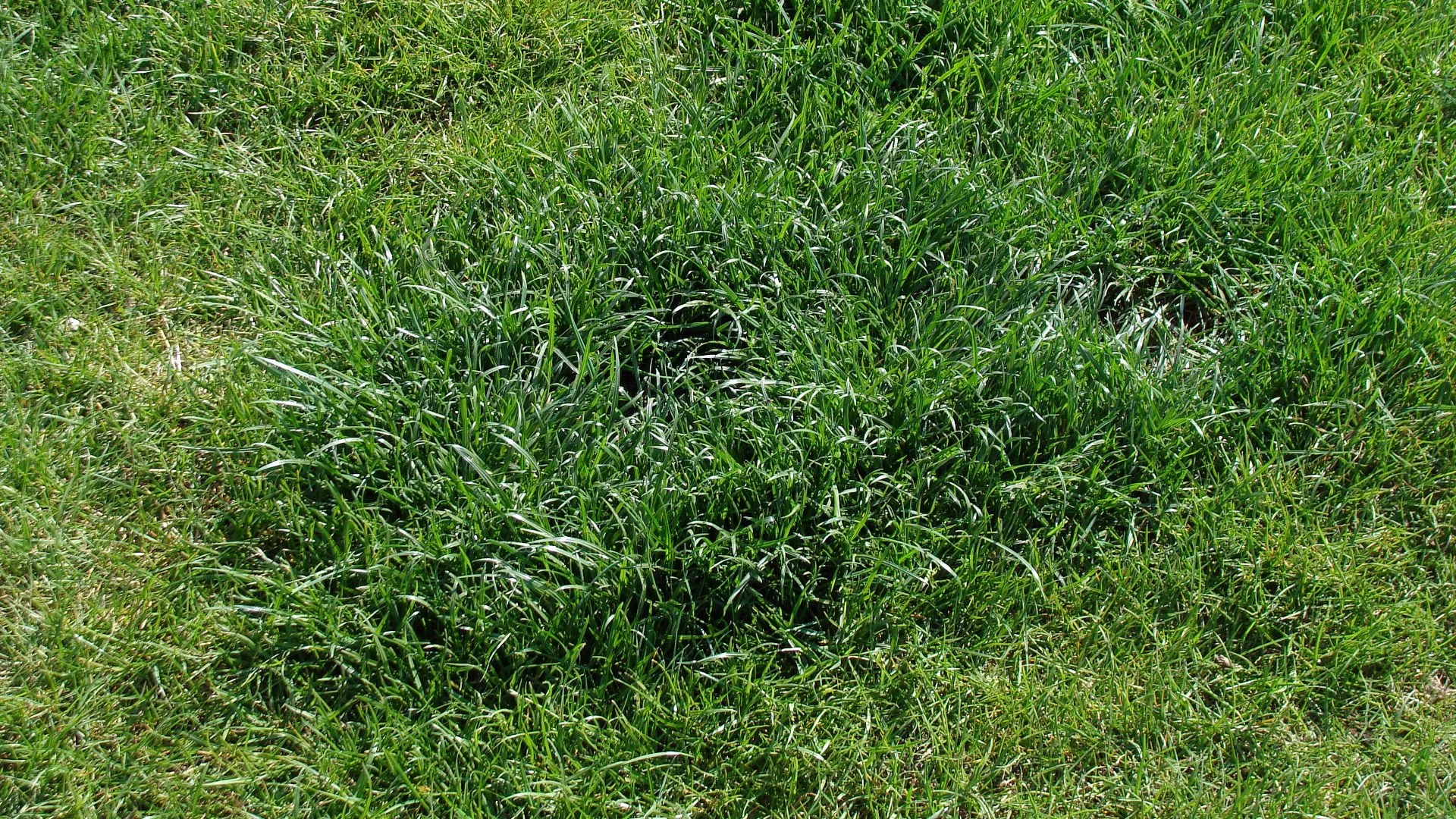 Do You Have to Wait to Mow Your Lawn After It Rains?