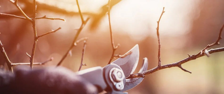 Bare plant branch in Huntsville, AL, being pruned.