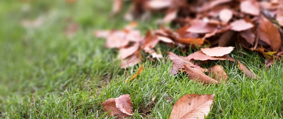 Closeup of brown leaves on grass in Huntsville, AL.