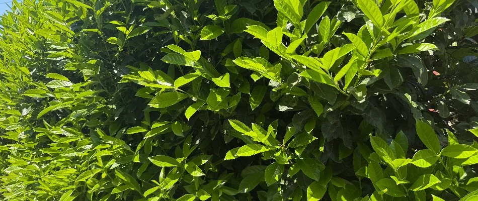 Dense foliage of a plant in Huntsville, AL.