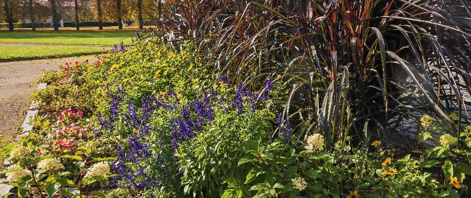 Different plants in a landscape in Fayetteville, TN.