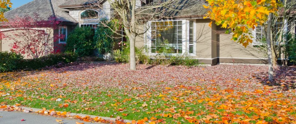 Dry leaves on a lawn in Huntsville, AL.