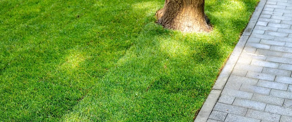Green sod along a walkway and around a tree in Huntsville, AL.
