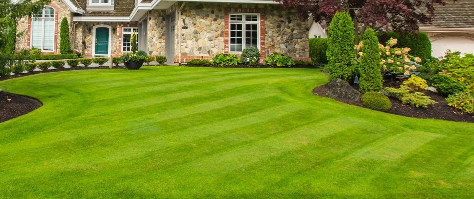 Plants along a freshly mowed lawn in Huntsville, AL.