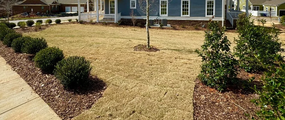 Plants around new sod in Huntsville, AL.
