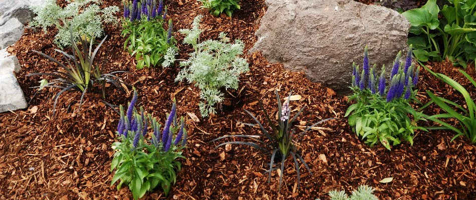 Plants in mulch and a boulder in Huntsville, AL.