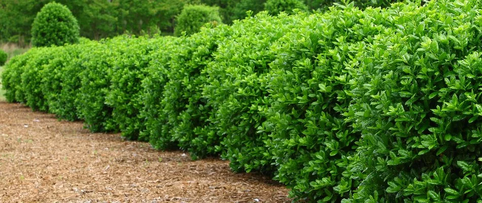 Row of shrubs in Huntsville, AL.