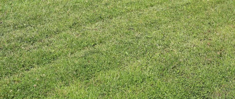 Lawn in Huntsville, AL, with ruts.