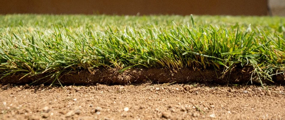 Sod on soil in Huntsville, AL, after installation.