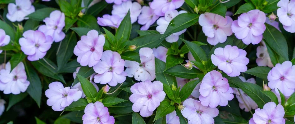 Vibrant impatiens flowers in Huntsville, AL.