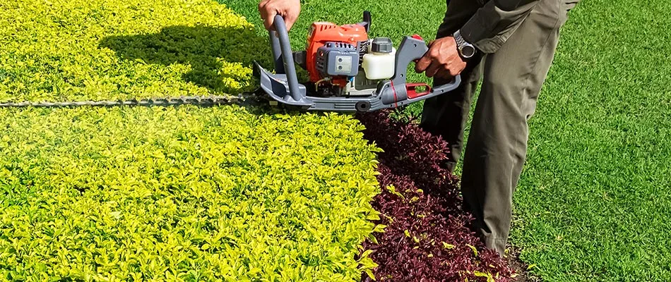 Crew member trimming hedge in a landscape bed in Winchester, TN.