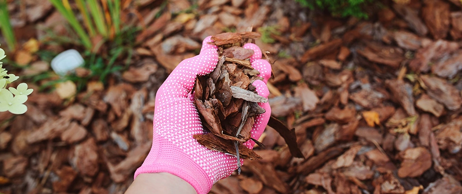 Gloved professional installed pine bark mulch to a landscape bed in Huntsville, AL.