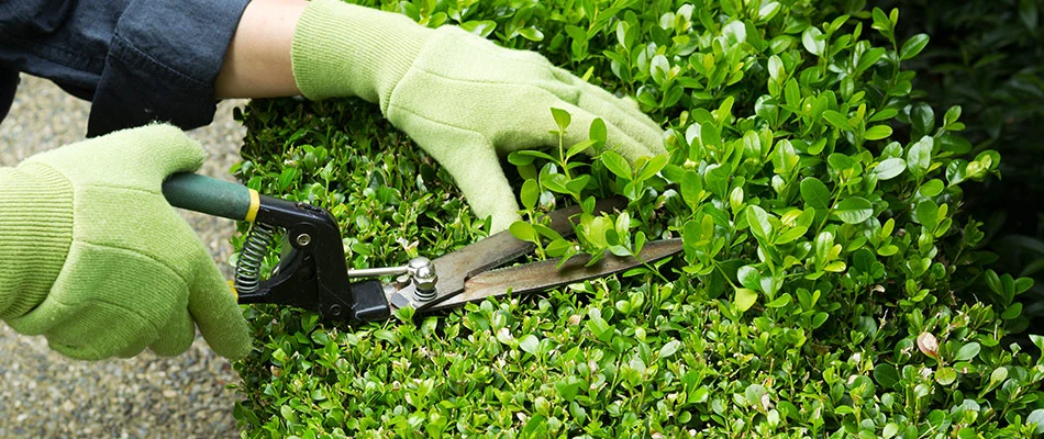 Professional trimming hedges in Meridianville, AL.