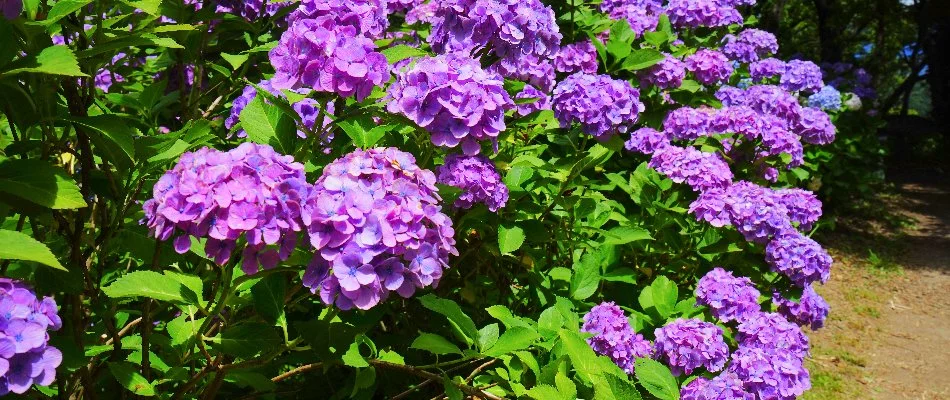 Hydrangea plants with purple flowers in Huntsville, AL.