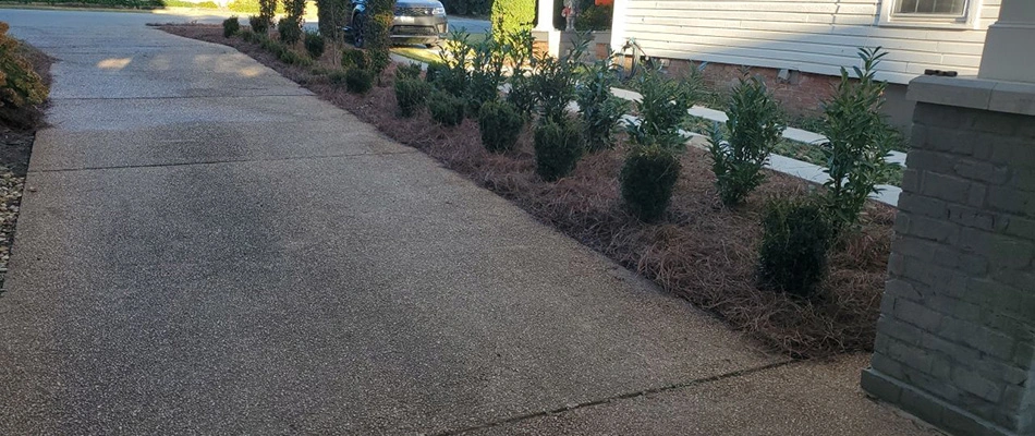 Mulch added to a landscape bed in Huntsville, AL.