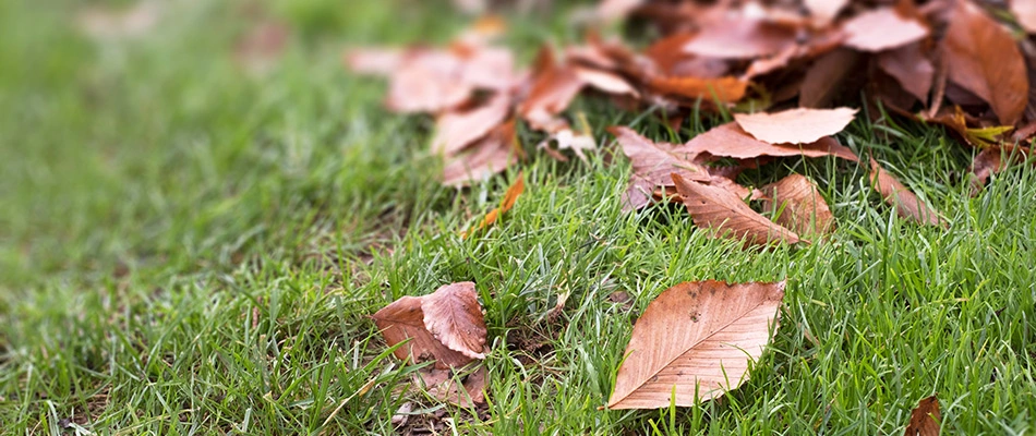 Leaves over lawn in Fayetteville, TN.