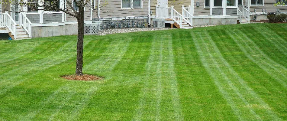Neat, green lawn in Kelso, TN, with a tree.