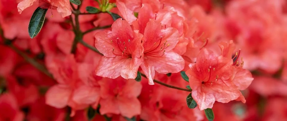 Azalea flowers in Huntsville, AL.