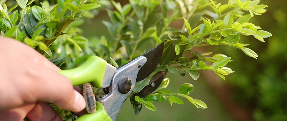 Professional with shears trimming landscape bed in Fayetteville, TN.