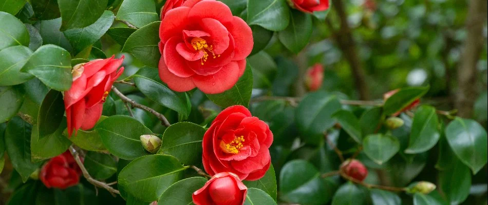 Red camellia flowers in Huntsville, AL.