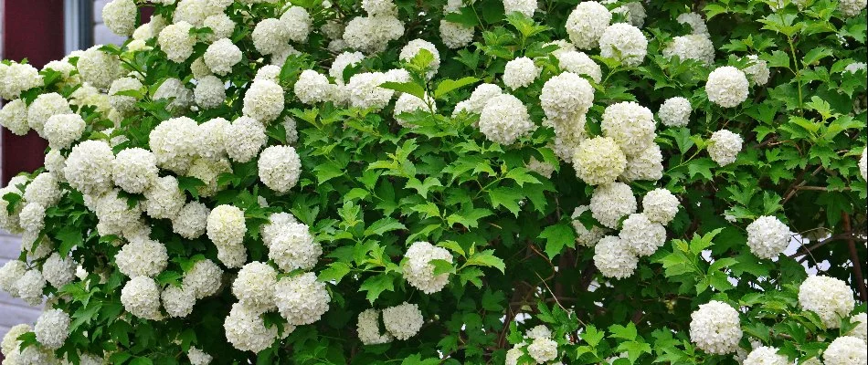 White viburnum flowers in Huntsville, AL.
