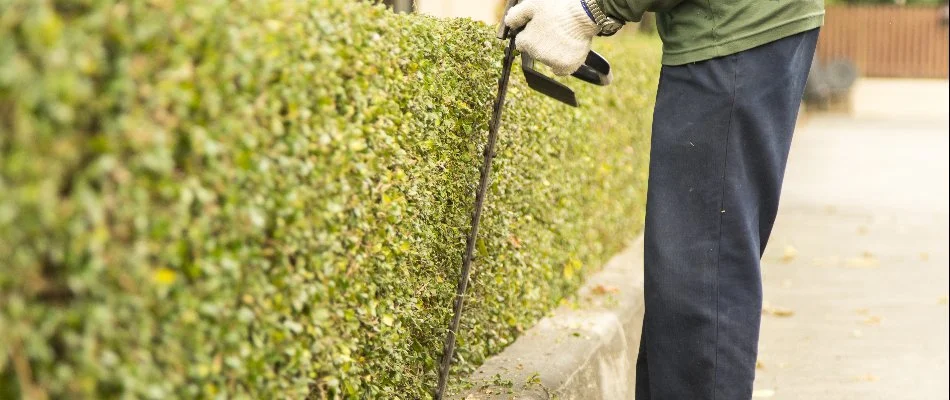 Worker trimming hedge in Fayetteville, TN.