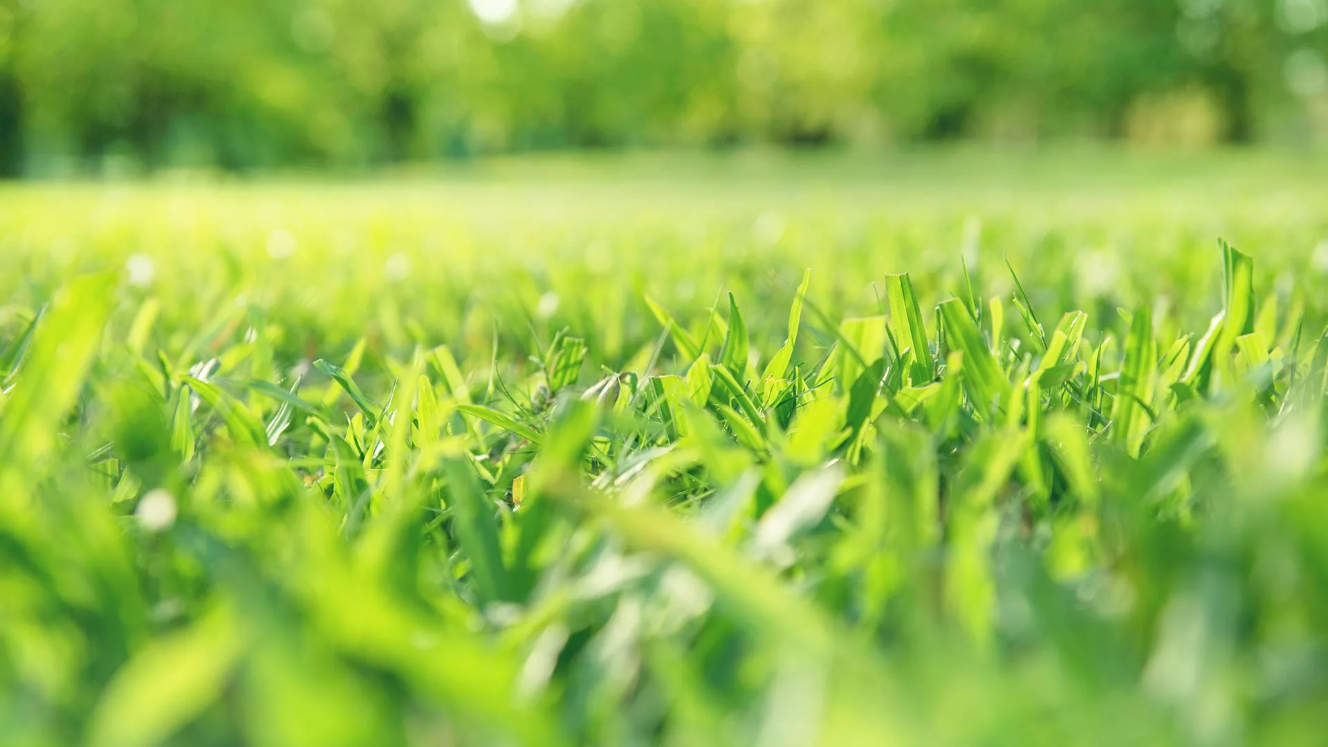 Maintained lawn.