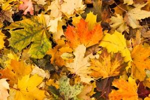 4 Reasons A Fall Yard Clean Up Is Worth The Investment
